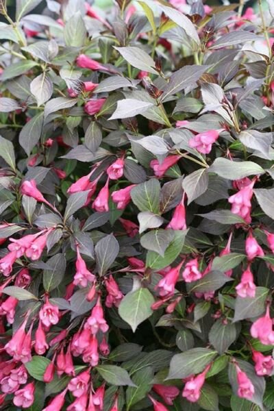 Weigela Midnights Wines Tango Pink Proven Winners Darker Glossy Foliage 4" Pot Fresh Garden