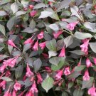Weigela Midnights Wines Tango Pink Proven Winners Darker Glossy Foliage 4" Pot Fresh Garden