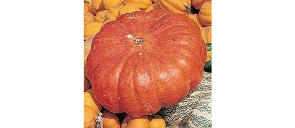 Heirloom Pumpkin Rouge D'etamps Vif Red Skinned Flattened Ribbed Fruits 10 Seeds Fresh Garden
