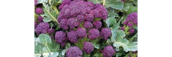Broccoli Purple Veggie Low Carb Produces Excellent Large Purple Spears 200 Seeds Fresh Garden