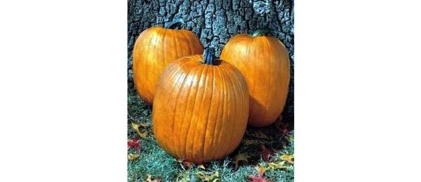 Pumpkin Biggie Howden Large Size Attractive Beautiful Dark Orange Color 15 Seeds Fresh Garden