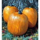 Pumpkin Biggie Howden Large Size Attractive Beautiful Dark Orange Color 15 Seeds Fresh Garden