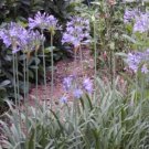 Agapanthus Blue Lily Dwarf Of The Nile Perennial Large Rounded Flower 35 Seeds Fresh Garden