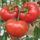 Tomato Floradade Rich In Vitamins Antioxidants Lycopersicon High Fiber 20 Seeds Fresh Garden