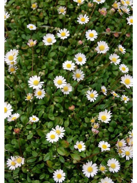 Bellium Smallest World's Daisy Tiny White Flowers Mat Live Plant 2.5 Pot Fresh Garden