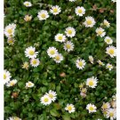 Bellium Smallest World's Daisy Tiny White Flowers Mat Live Plant 2.5 Pot Fresh Garden
