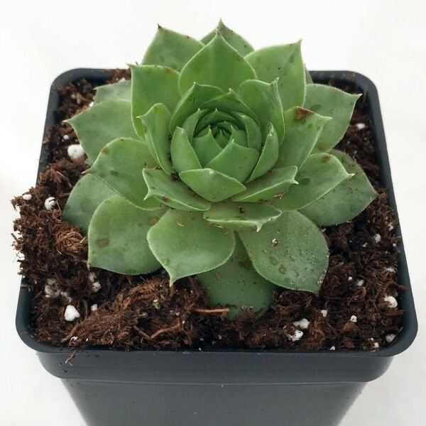 Sempervivum Wheels Greens Chicks Hens Very Hardy Indoors Live Plant Quart Pot Fresh Garden