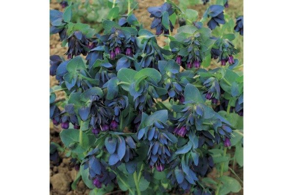 Cerinthe Flower Shrimp Majors Versatiles Haunting Blue Tubular Flowers 15 Seeds Fresh Garden