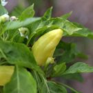 Pepper Hot Yellow Hungarian Pack Produce Upright Fruits 100 Seeds Fresh Garden