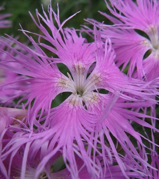 Dianthus Superbus Fringed Bearded Loosely Tufted Species Pink Shades 100 Seeds Fresh Garden