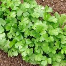 Coriander Treat Herb Right From Your Coriandrum Santo Cilantro 100 Seeds Fresh Garden