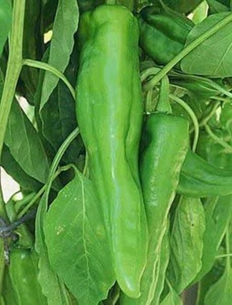Pepper Nu Hot Mex Chili Joe E. Parker Habanero Increasing Perspiration 30 Seeds Fresh Garden