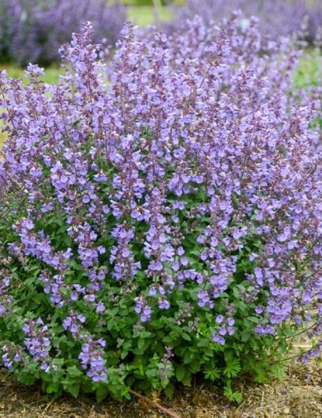 Faassenii Catmint Perennial Around Kitten Nepeta s Live Plant Quart Pot Fresh Garden