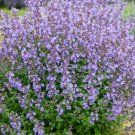 Faassenii Catmint Perennial Around Kitten Nepeta s Live Plant Quart Pot Fresh Garden
