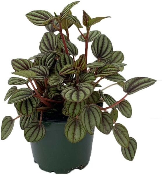 Albovittata Banda Piccolo Peperomia Dwarf Easy To Grow Indoor Live Plant 4" Pot Fresh Garden
