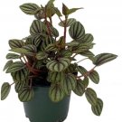 Albovittata Banda Piccolo Peperomia Dwarf Easy To Grow Indoor Live Plant 4" Pot Fresh Garden
