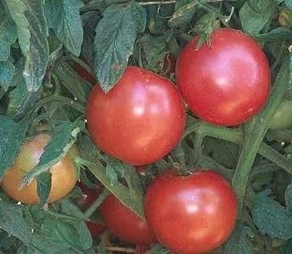 Tomato Purple Heirloom Eva German Ball True To Type Pink Purple Blemish 20 Seeds Fresh Garden