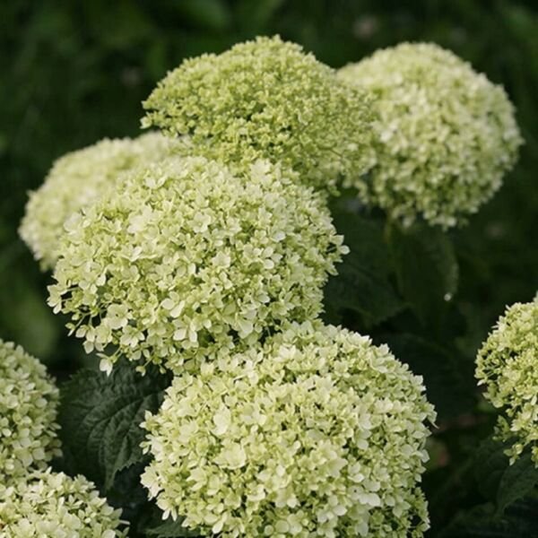 Hydrangea Invincibelle Limetta Annabelle Proven Winners Live Plant 4" Pot Fresh Garden