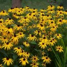 Rudbeckia Called Black Eyed Susan Hirta Eyed Flowering Sunflower Family 100 Seed Fresh Garden