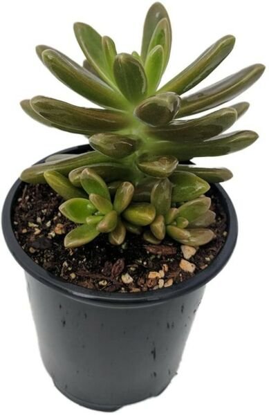 Graptosedum Sunshine Darley Succulent Green Leaves Live Plant 2.5" Pot Fresh Garden