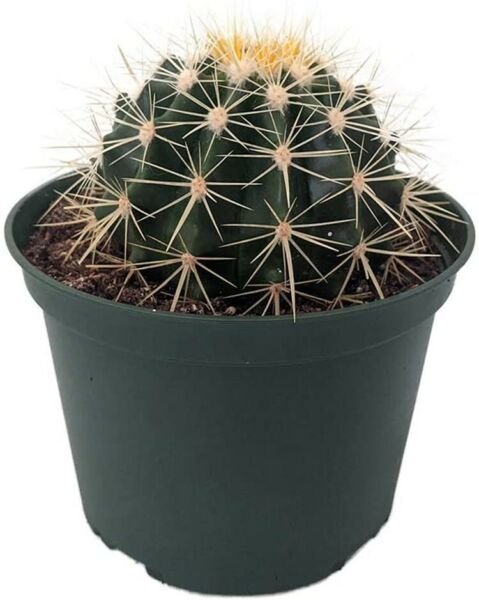 Grusonii Cactus Golden Echinocactus Barrel Excellent Indoors Live Plant 6" Pot Fresh Garden