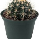 Grusonii Cactus Golden Echinocactus Barrel Excellent Indoors Live Plant 6" Pot Fresh Garden
