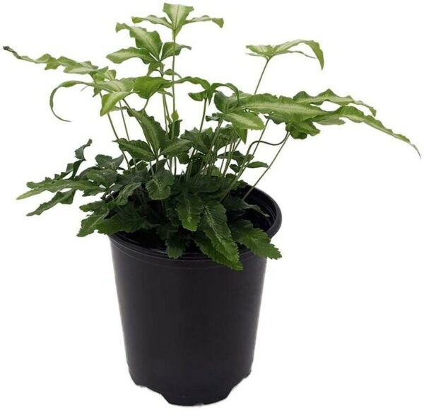 Pteris Ribbon Table Fern Silver Vascular Easy To Grow House Live Plant 3.5" Pot Fresh Garden