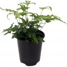 Pteris Ribbon Table Fern Silver Vascular Easy To Grow House Live Plant 3.5" Pot Fresh Garden