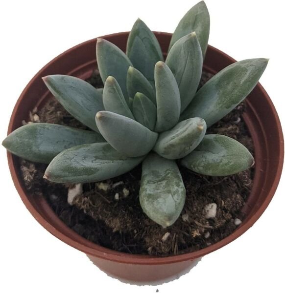 Pachyphytum Moonstone &Icirc;�ookeri Hookers Succulent Indoor Out Live Plant 2.5" Pot Fresh Garden