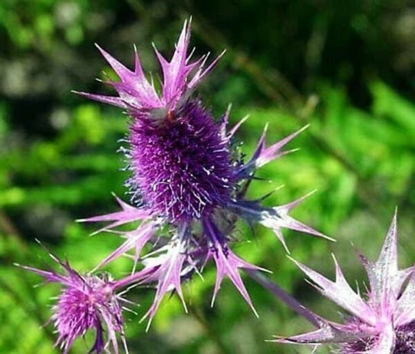 Holly Purple Eryngium Eye Catching Architectural Thistle Purplish Red 50 Seeds Fresh Garden