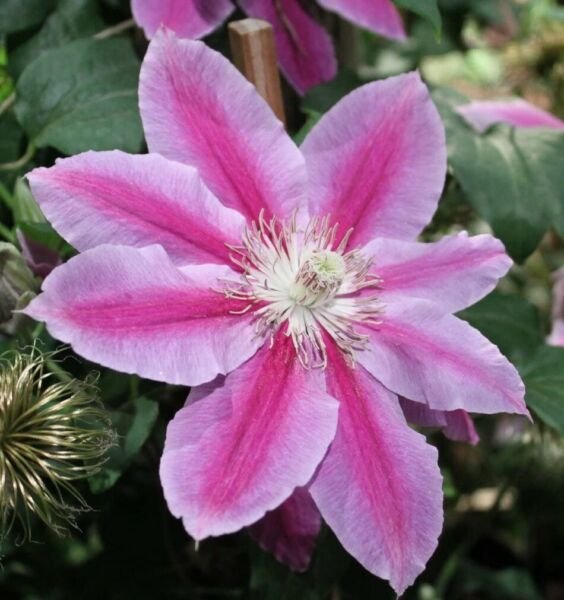Clematis Dr.Ruppel White And Pink Blooms Perennial Live Plant 2.5" Pot Fresh Garden