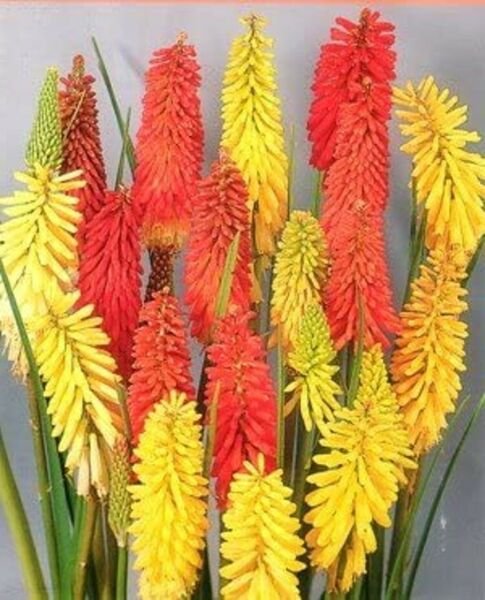Flamenco Poker Hot Red Perennial Shades Red Lemon Tangerine And Pinkish 30 Seeds Fresh Garden