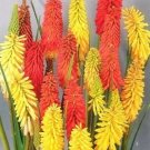 Flamenco Poker Hot Red Perennial Shades Red Lemon Tangerine And Pinkish 30 Seeds Fresh Garden