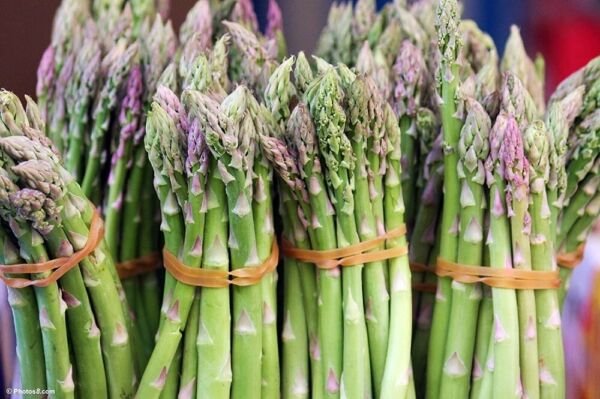 Asparagus Washington Mary Standard Thick Green Stalks Reliable 100 Seeds Fresh Garden