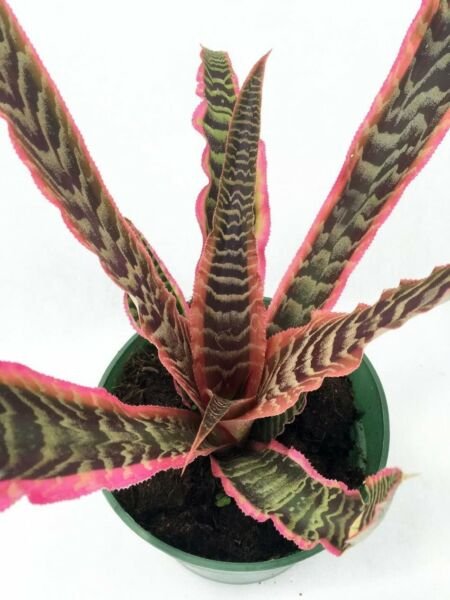 Cryptanthus Earth Star Rainbow Easy To Grow Terrarium House Live Plant 5" Pot Fresh Garden