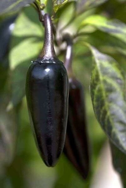 Mildly Pepper Hot Hungarian Black Great Salsa Ripens From Black To Red 10 Seeds Fresh Garden