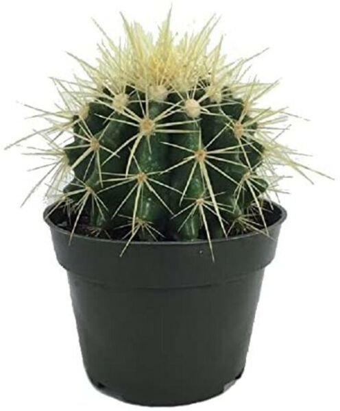Echinocactus Golden Grusonii Barrel Cactus Sharp Desert House Live Plant 4" Pot Fresh Garden