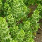 Moluccella Annual Bells Ireland Good Flower Bright Green Bells 95 Seeds Fresh Garden