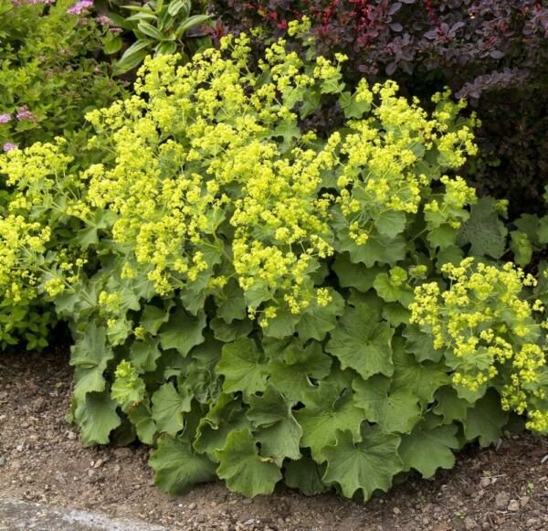 Alchemilla Mantle Ladys Thriller Chartreuse Perennial Out Live Plant Quart Pot Fresh Garden