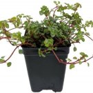 Pilea Glauca Angel Trailing Blue Terrarium Home Fairy Live Plant 2.5" Pot Fresh Garden