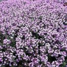 Thyme Elfin Fairy Spicy Fragrance World's Smallest Live Plant 2.5" Pot Fresh Garden