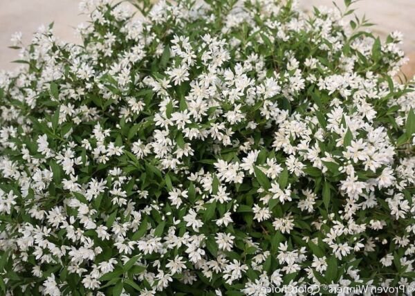 Deutzia Snowflake Yuki Nikko Landscape Proven Winners Live Plant 4" Pot Fresh Garden