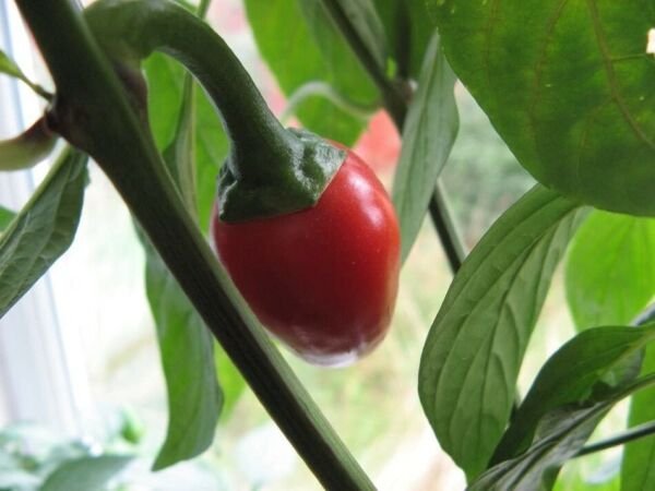 Chilli Pepper Kiss Cherry Satan Hot Spice Capsicum Annuum Plant 20 Seeds Fresh Garden