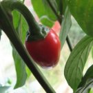 Chilli Pepper Kiss Cherry Satan Hot Spice Capsicum Annuum Plant 20 Seeds Fresh Garden
