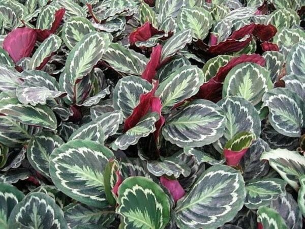 Calathea Veitchiana Prayer Medallion Oval Easy Grow Indoor Live Plant 2.5" Pot Fresh Garden