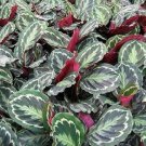 Calathea Veitchiana Prayer Medallion Oval Easy Grow Indoor Live Plant 2.5" Pot Fresh Garden