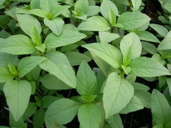 Basil Herb Potent Lime Excellent Aroma Flavor Indoor Plant 100 Seeds Fresh Garden