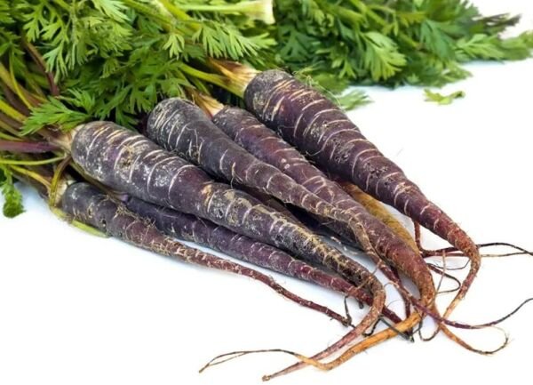 Carrot Knight Black First Dark Purple Slightly Tapered Plant 100 Seeds Fresh Garden