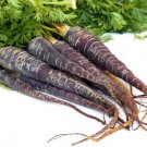Carrot Knight Black First Dark Purple Slightly Tapered Plant 100 Seeds Fresh Garden