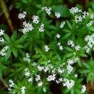 Galium Perennial Woodruff Sweet Groundcover Bear Clusters Herb Plant Quart Pot Fresh Garden
